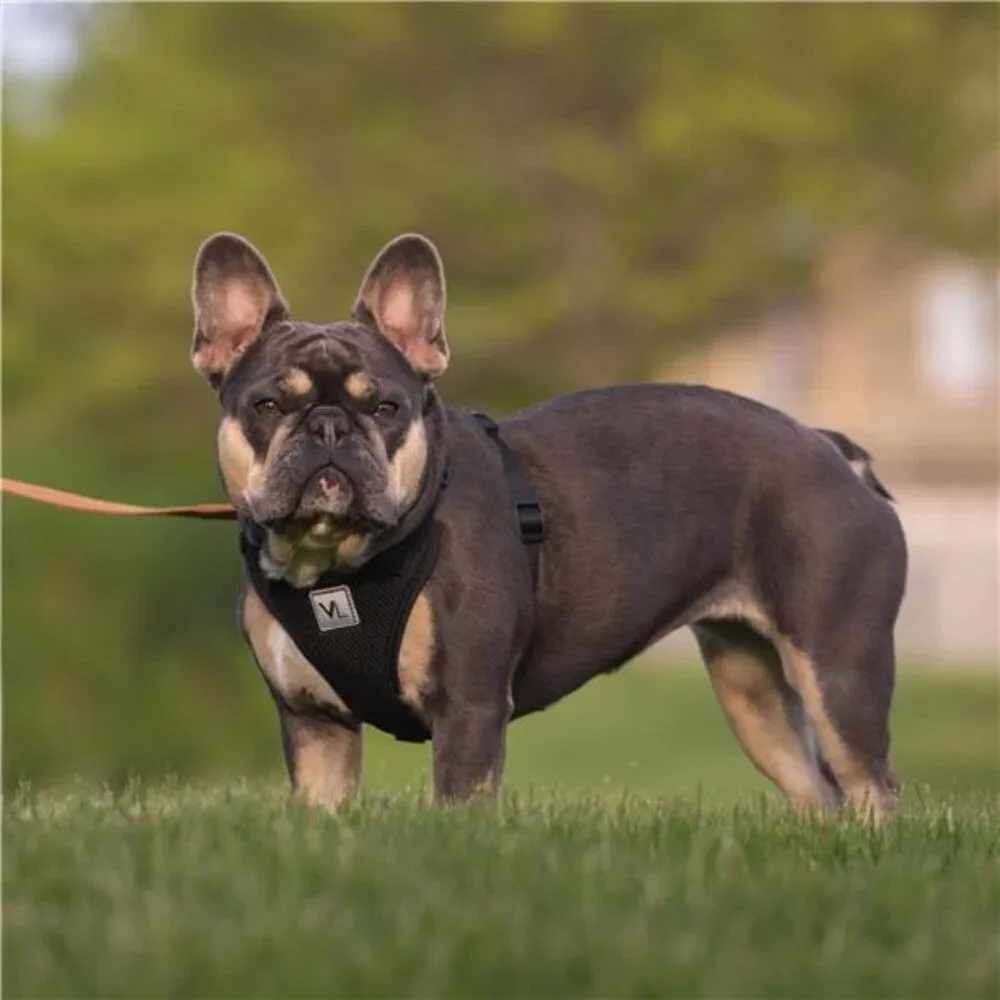 Mesh Adjustable, Reflective Dog Walking Harness, Black, XS